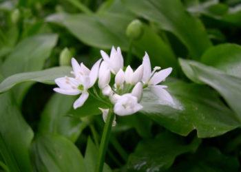 Meškinis česnakas | am.lrv.lt nuotr.