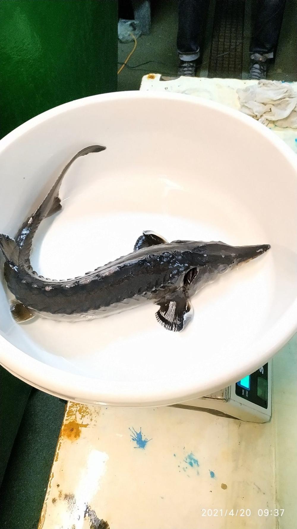 Į laisvę išplaukė aštriašnipių eršketų jaunikliai