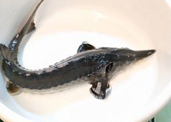 Į laisvę išplaukė aštriašnipių eršketų jaunikliai