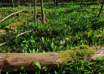 Kyla grėsmė Meškiniam česnakui