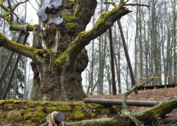 Stelmužės ąžuolas | V. Kukonenkos nuotr.