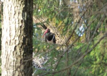 Žagarės miške pastebėta juodojo gandro buveinė