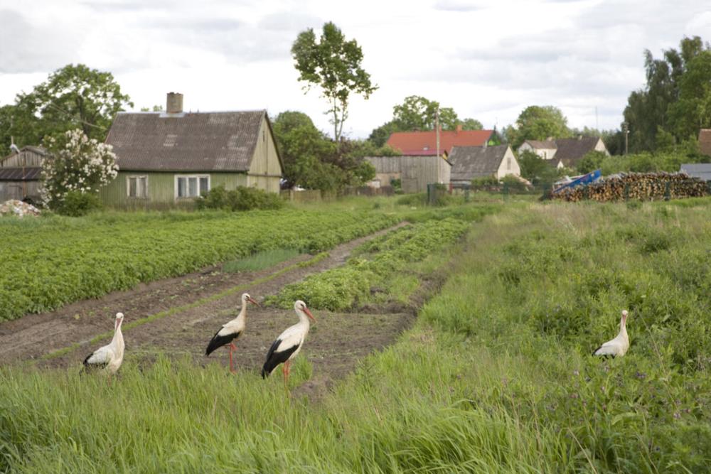 Kaimas | valstietis.lt nuotr.