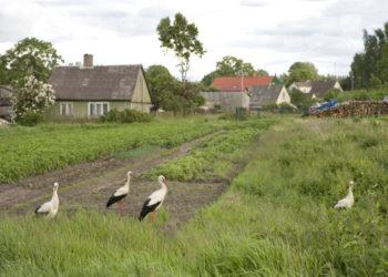 Kaimas | valstietis.lt nuotr.