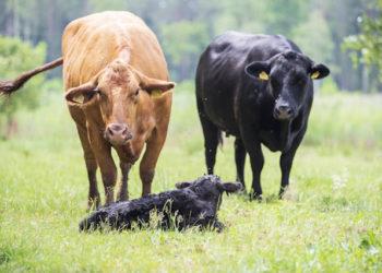 Bus išrinkti santarvėje su gamta ūkininkaujantis ūkininkas ir seniūnija