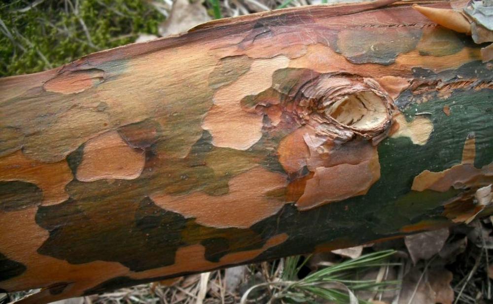 A. Stabrauskas. Pušų varis: paprastoji pušis (Pinus sylvestris).