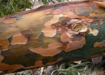 A. Stabrauskas. Pušų varis: paprastoji pušis (Pinus sylvestris).