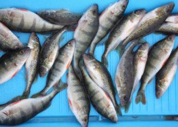 LGF ragina nedėti į lėkštes nykstančių žuvų