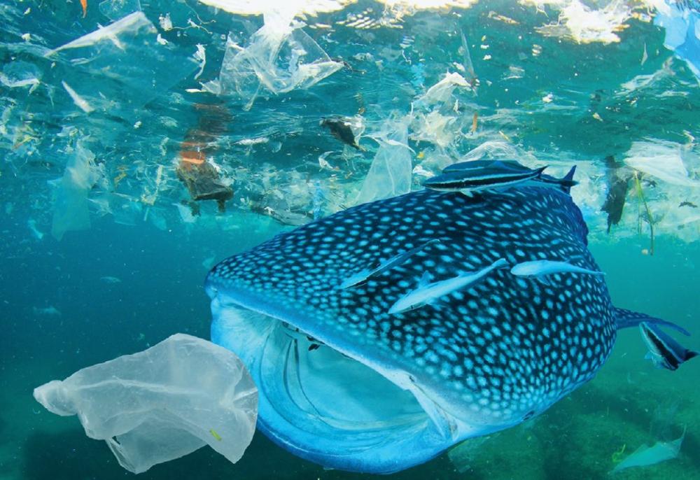 Geologijos profesorius: žmogus ardo Žemę kaip vėžio ląstelė gyvą kūną