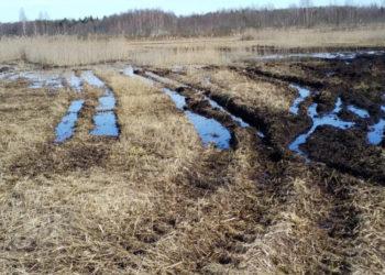 Kas yra miško kelias?