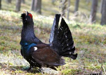 Kurtinys | R. Zizo nuotr.