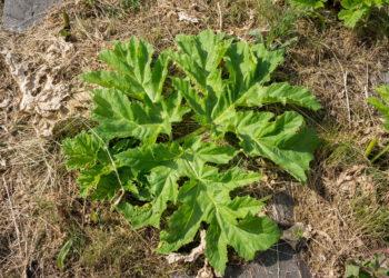 Vilnius imasi naikinti Sosnovskio barščius