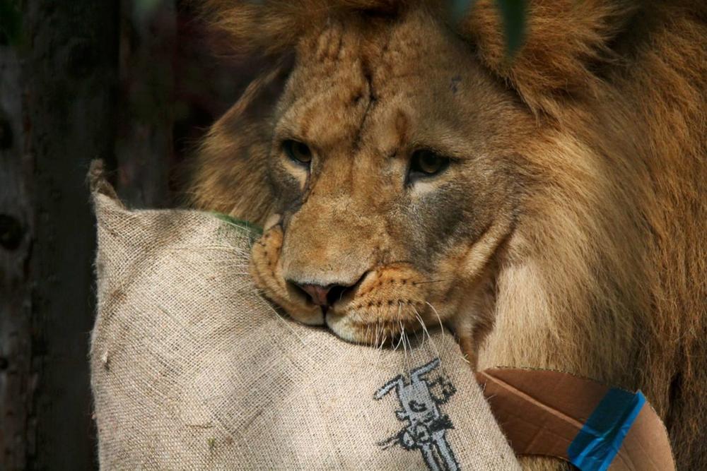 Liūtas | Lietuvos zoologijos sodo nuotr.