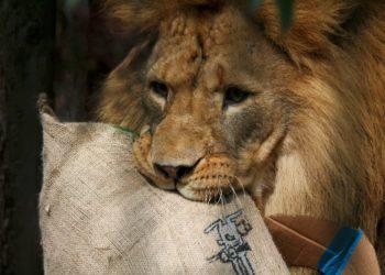 Liūtas | Lietuvos zoologijos sodo nuotr.