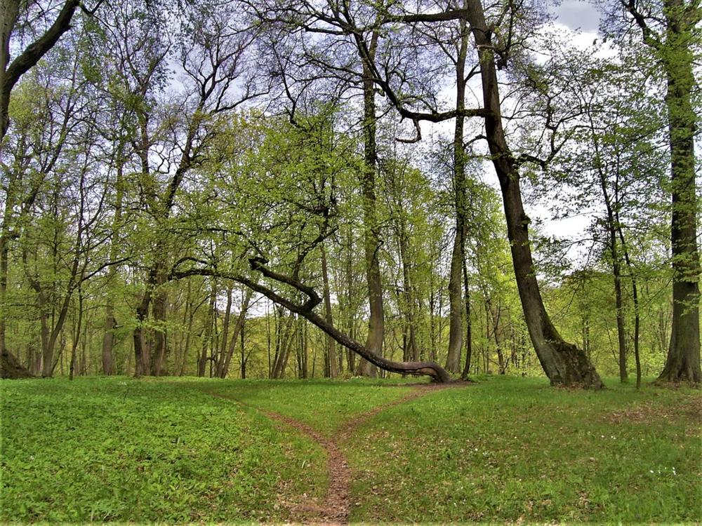 Atsakingos įstaigos raginamos išsaugoti Kauno Ąžuolyno vientisumą