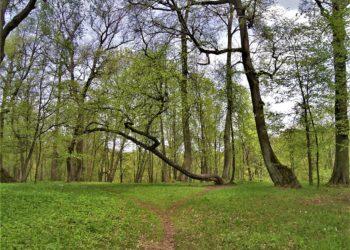 Atsakingos įstaigos raginamos išsaugoti Kauno Ąžuolyno vientisumą