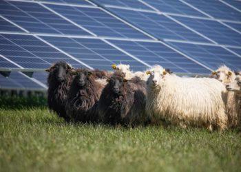 Kuršėnuose – pirmasis saulės parkas Lietuvoje, šienaujamas baltiškų avių