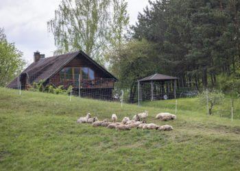 Ribiškių kraštovaizdžio draustinį „šienaus“ avys