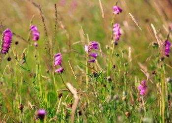 Sūrininkas A. Jokubauskas: ekonominę naudą ir palankumą gamtai žemės ūkyje galima suderinti