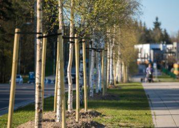 Kiemuose medžius galima genėti pasitarus su seniūnija