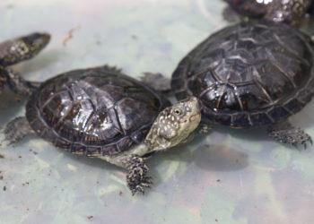 Baliniai vėžliai ir raudonpilvės kūmutės sugrįžo į gimtąsias balas