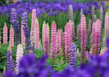 Lubinai | am.lrt.lt nuotr.