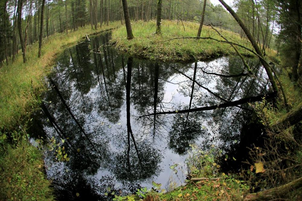 Karšuvos giria Viešvilės rezervate | welovelithuania.com nuotr.