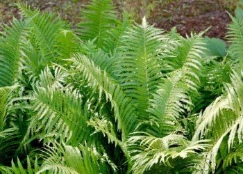 Paupinis jonpapartis Matteuccia struthiopteris | VDU Botanikos sodo nuotr.