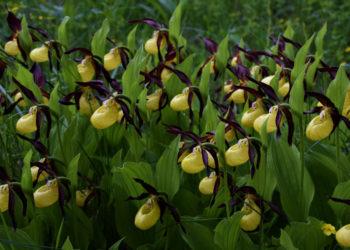 Plačialapės klumpaitės | am.lt nuotr.