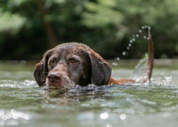 Vasara – maudynių metas ir naminiams gyvūnams