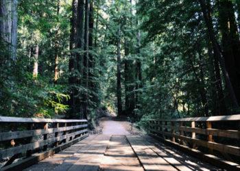 Laisvalaikis miške: ką reikia žinoti, kad poilsiautume atsakingai