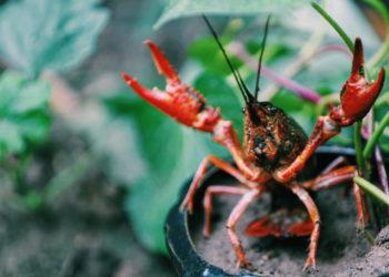 Ką svarbu įsidėmėti vėžiaujant?