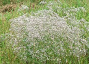 Aplinkosaugininkai ragina skinti muilines gubojas