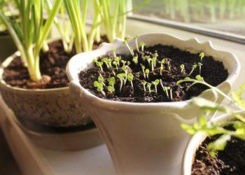 Visų gerai pažįstamos prieskoninės žolelės: ne tik skanu, bet ir naudinga