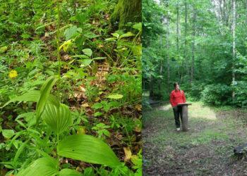 Buktos girioje bus ieškoma unikalaus augalo