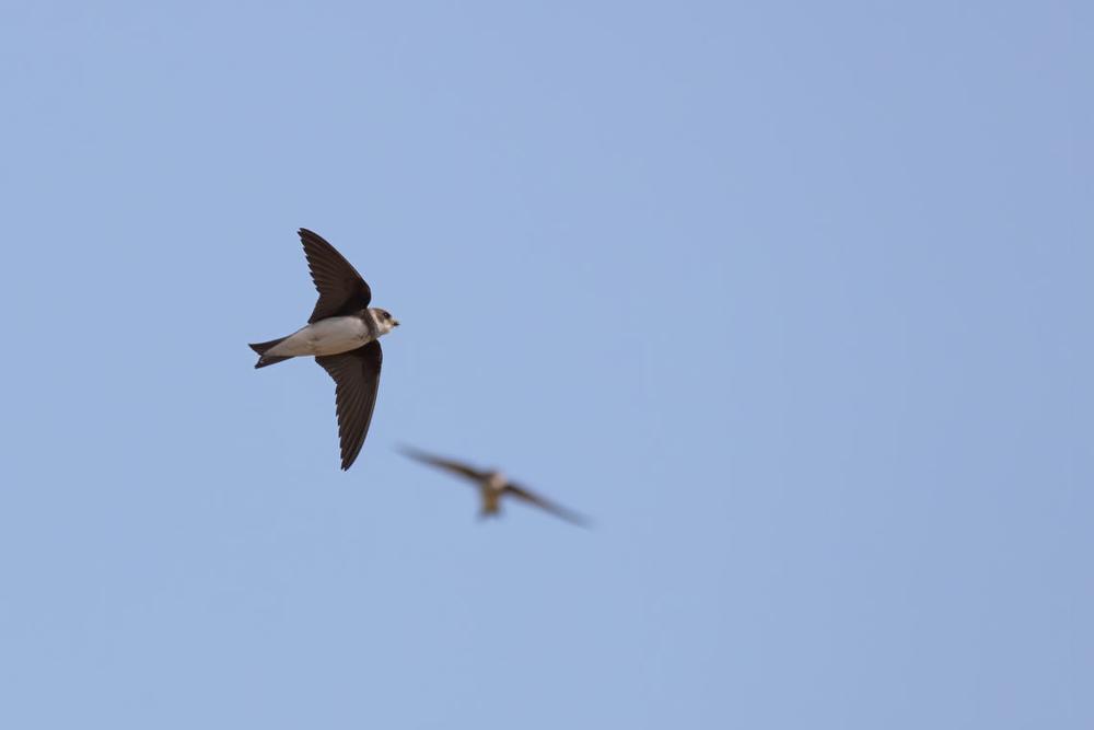 Urvinės kregždės statybvietėse