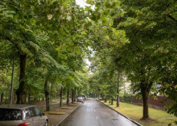 Medžiai | vilnius.lt nuotr.