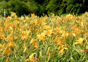 VDU Botanikos sodas pasipuošė viendienių žiedais