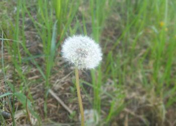 Paprastoji kiaulpienė – gamtos puošmena, maistas ir vaistas