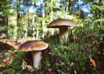 Grybaudami ir uogaudami miškuose elkimės atsakingai