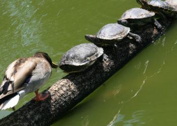 Vietinėms gyvūnų rūšims pavojingi net „nekalti“ svetimžemiai vėžliai