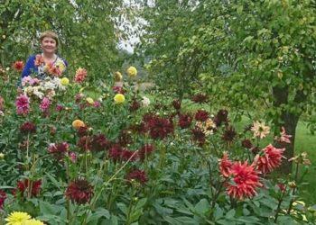 L. Purlienė. Rugpjūčiai