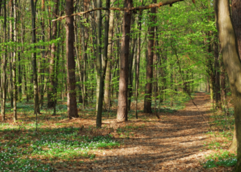 Nacionalinis susitarimas dėl miškų nuo pamatinių tikslų pereina į vykdymo žingsnį