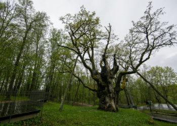 Sutvarkyta 15 gamtos paveldo vertybių