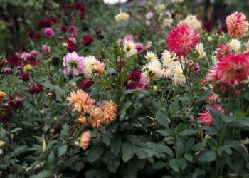 L. Purlienė. Rugsėjis iš metų tolumos