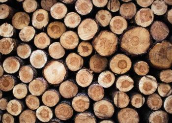 Medžių kirtimas | am.lrv.lt nuotr.