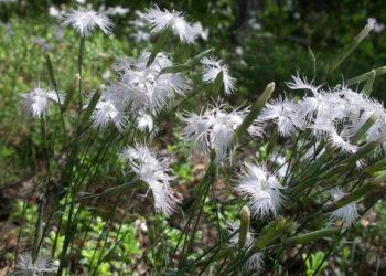 Smiltyninis gvazdikas | vstt.lrv.lt nuotr.