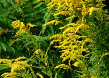 Pievos jau geltonuoja nuo įvežtinių agresyvių augalų – Rykštenių | lrv.lt nuotr.