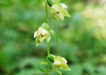 Botanikai tyrė išskirtinę Būktos girios augalų rūšį