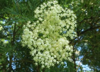 Juoduogis šeivamedis: gydantis, saugantis, puošiantis